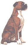 Chien