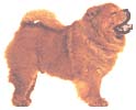 Chien