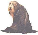 Chien