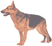 Chien