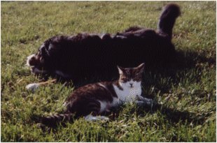 Romo et Totem